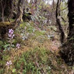 11. Cynorkis ridleyi - Ø - Orchidaceae - indigène Réunion in situ IMG_8199.JPG.jpeg