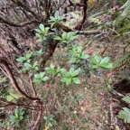 16. Pittosporum Senacia reticulatum - Bois de Joli cœur des Hauts - Pittosporacée.jpeg