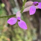 22. Cynorkis inermis - Arnottia mauritiana - orchidaceae - endémique Réunion Maurice. IMG_8218.JPG.jpeg