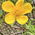 24. Hypericum lanceolatum lanceolatum - Fleur jaune des bas - Descriptifs IMG_8229.JPG.jpeg