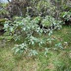 25. Bringellier - Solanum mauritianum- Solanacée - Exo.jpeg