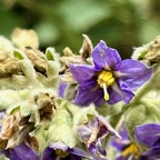 26. Fleur de Bringellier - Solanum mauritianum- Solanacée - Exo IMG_8232.JPG.jpeg