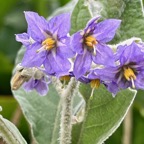 26b . Fleur de Bringellier - Solanum mauritianum- Solanacée - Exo IMG_8247.JPG.jpeg