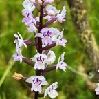 28. Cynorkis squamosa (Poir.) Lindl. - Ø - Orchidaceae - Endémique Réunion Maurice  IMG_8255.JPG.jpeg