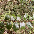 29.  Phyllanthus phillyreifolius Poir. - Bois de négresse - Phyllanthaceae - Endémique Réunion et Maurice IMG_8237.JPG.jpeg