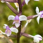 30. Cynorkis ridleyi - Ø - Orchidaceae - indigène. IMG_8257.JPG.jpeg