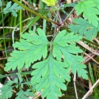 34. Feuille Geranium robertianum L. - Herbe à Robert - Geraniaceae - Endémique Réunion et île Maurice IMG_8263.JPG.jpeg