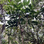 35. Polyscias ??? repanda Bois de papaye Aral iaceae Endémique La Réunion IMG_8264.JPG.jpeg