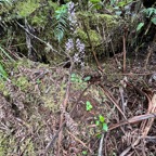 42. Cynorkis ridleyi - Ø - Orchidaceae - indigène.jpeg