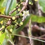 43. Fleur Geniostoma angustifolia - Bois de piment, bois de rat, petit bois cassant.jpeg