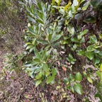 44. Geniostoma angustifolia - Bois de piment, bois de rat, petit bois cassant  IMG_8282.jpeg.jpeg