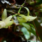 Angraecum caulescens Thouars. ? ? .orchidaceae.endémique Madagascar.Comores et Mascareignes.jpeg