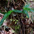 Angraecum caulescens Thouars.. ? ? orchidaceae.endémique Madagascar.Comores et Mascareignes.jpeg