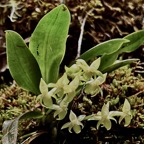Angraecum cordemoyi.( Angraecum crassifolium dans la Flore des Mascareignes )  ? ? orchidaceae.endémique Réunion Maurice Rodrigues . (1).jpeg