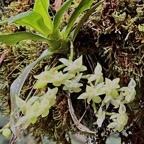 Angraecum cordemoyi.( Angraecum crassifolium dans la Flore des Mascareignes )  ? ? orchidaceae.endémique Réunion Maurice Rodrigues ..jpeg