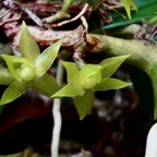 Angraecum costatum  orchidaceae. endémique Réunion (1).jpeg