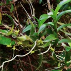 Angraecum costatum  orchidaceae. endémique Réunion.jpeg