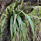 Astelia hemichrysa.ananas marron.asteliaceae.endémique Réunion Maurice.jpeg