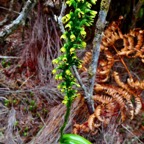 Benthamia latifolia . Benthamia Chlorantha.(Thouars) A. Rich.orchidaceae.endémique Réunion Maurice.jpeg