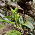Bulbophyllum cylindrocarpum Frapp.  ( avec fruits ) orchidaceae.endémique Madagascar Mascareignes..jpeg
