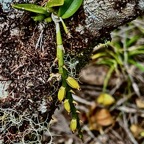 Bulbophyllum sambiranense Jum. et H. Perrier.orchidaceae.endémique Madgascar Mascareignes.jpeg