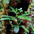 Chassalia gaertneroides. bois de lousteau.bois de merle.( avec fruits ) rubiaceae.endémique Réunion..jpeg