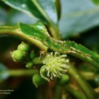 Claoxylon parviflorum -bois d’’oiseaux. (inflorescence mâle ) euphorbiaceae.endémique Réunion Maurice Rodrigues..jpeg
