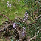 Cynorkis ridleyi T. Durand et Schinz.orchidaceae.endémique Madagascar Comores et Mascareignes.devenu Cynorkis squamosa dans la nouvelle flore des Mascareignes (1).jpeg
