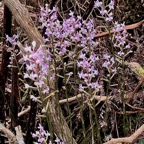 Cynorkis ridleyi T. Durand et Schinz.orchidaceae.endémique Madagascar Comores et Mascareignes.devenu Cynorkis squamosa dans la nouvelle flore des Mascareignes.jpeg