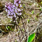Cynorkis squamosa.(Cynorkis calcarata dans nouvelle flore des Mascareignes )orchidaceae.endémique Réunion Maurice..jpeg