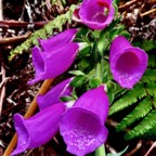 Digitalis purpurea  digitale pourpre .plantaginaceae. exotique envahissante.jpeg