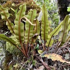 Elaphoglossum splendens .dryopteridaceae.endémique Réunion Maurice.  ..jpeg