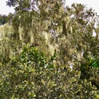 Eugenia buxifolia .bois de nèfles à petites feuilles.myrtaceae. endémique Réunion. (2).jpeg