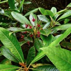 Forgesia racemosa.bois de Laurent-Martin.escalloniaceae.endémique Réunion..jpeg