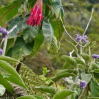 Fuchsia boliviana.fuchsia de Bolivie.fuchsia à grandes fleurs.onagraceae.espèce envahissante.et Solanum mauritianum.bringellier marron.solanaceae.amphinaturalisé et très envahissant..jpeg