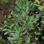 Geniostoma angustifolium .bois bleu. bois de piment; bois de rat. loganiaceae. endémique Réunion Maurice. (2).jpeg