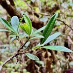Geniostoma angustifolium .bois bleu. bois de piment; bois de rat. loganiaceae. endémique Réunion Maurice..jpeg