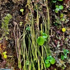 Huperzia ophioglossoides .épaulette. lycopodiaceae. indigène Réunion.et Peperomia sp.jpeg