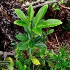 Melicope obtusifolia.gros patte poule.rutaceae. endémique Réunion Maurice..jpeg