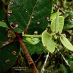 Monimia amplexicaulis.mapou des hauts.monimiaceae endémique Réunion. (1).jpeg