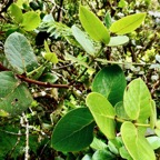 Monimia amplexicaulis.mapou des hauts.monimiaceae endémique Réunion..jpeg
