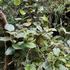 Monimia rotundifolia  mapou à grandes feuilles monimiaceae endémique Réunion.jpeg