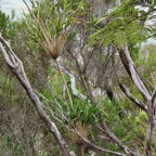 Nastus borbonicus.calumet. bambou de la Réunion.poaceae.endémique Réunion..jpeg