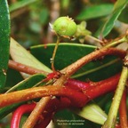 Phyllanthus phillyreifolius .faux bois de demoiselle.bois de cafrine .phyllanthaceae.endémique Réunion Maurice. (1).jpeg