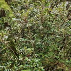 Phyllanthus phillyreifolius .faux bois de demoiselle.bois de cafrine .phyllanthaceae.endémique Réunion Maurice..jpeg
