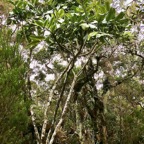 Polyscias repanda  Bois de papaye. araliaceae.endémique Réunion. (1).jpeg