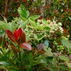 Rubus apetalus .ronce blanche .( en fleurs ) rosaceae. indigène Réunion.et Psidium cattleyanum.goyavier.myrtaceae.amphinaturalisé..jpeg