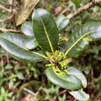 Sideroxylon borbonicum  Bois de fer bâtard .natte coudine .( avec boutons floraux )sapotaceae.endémique Réunion.jpeg