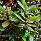 Sideroxylon borbonicum  Bois de fer bâtard .natte coudine .sapotaceae.endémique Réunion.jpeg