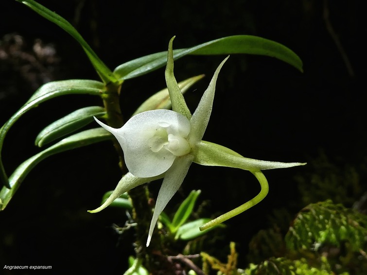 Angraecum expansum.orchidaceae.indigène Réunion.P1710280